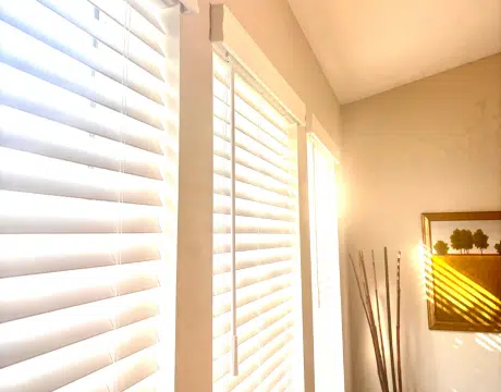 Discount Tree_tree removal Pompano Beach FL_featured image